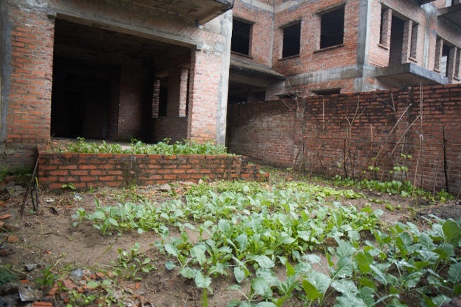 Hiên nhà được một số người dân tận dụng để trồng rau